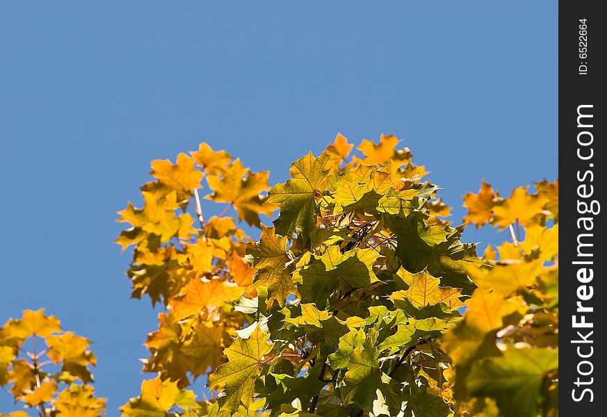 Multi-coloured autumn foliage in a sunny day. Multi-coloured autumn foliage in a sunny day