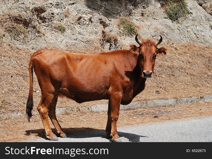 A cow on the road