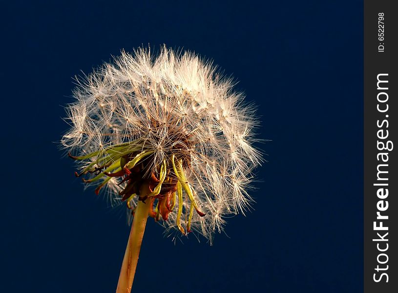 Dandelion seeds on blue sky background