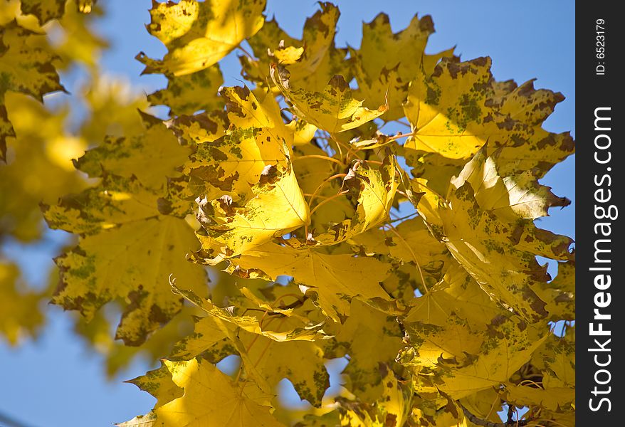 Multi-coloured autumn foliage in a sunny day. Multi-coloured autumn foliage in a sunny day