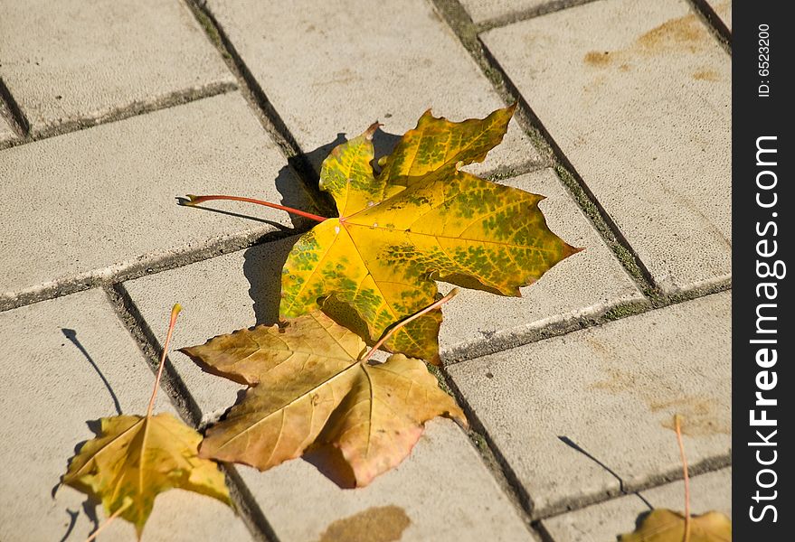 Autumn maple leaves on a roadway stone blocks