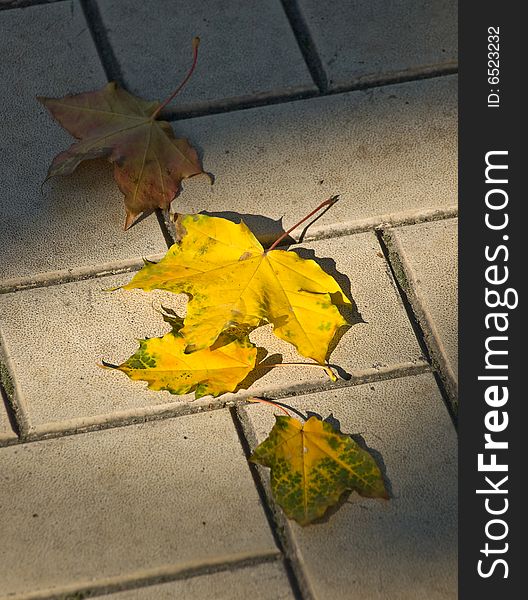 Autumn maple leaves on a roadway stone blocks