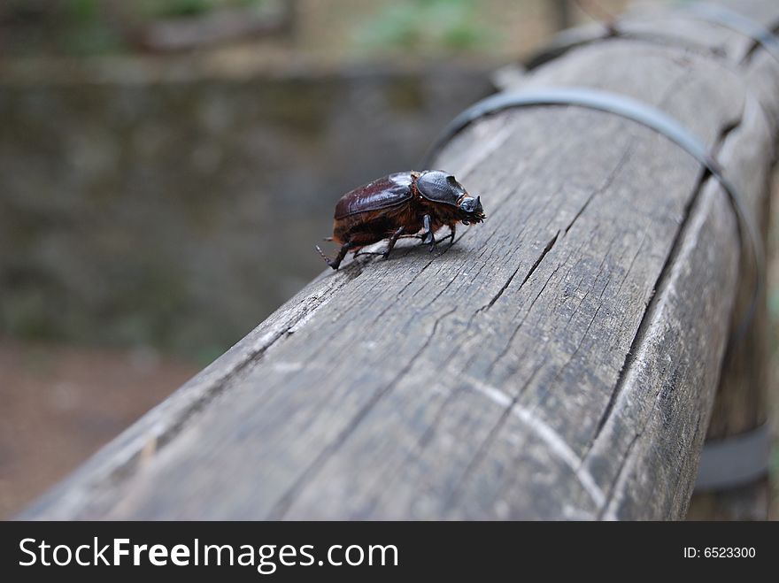 A scarab in a wood of Messina, Sicily