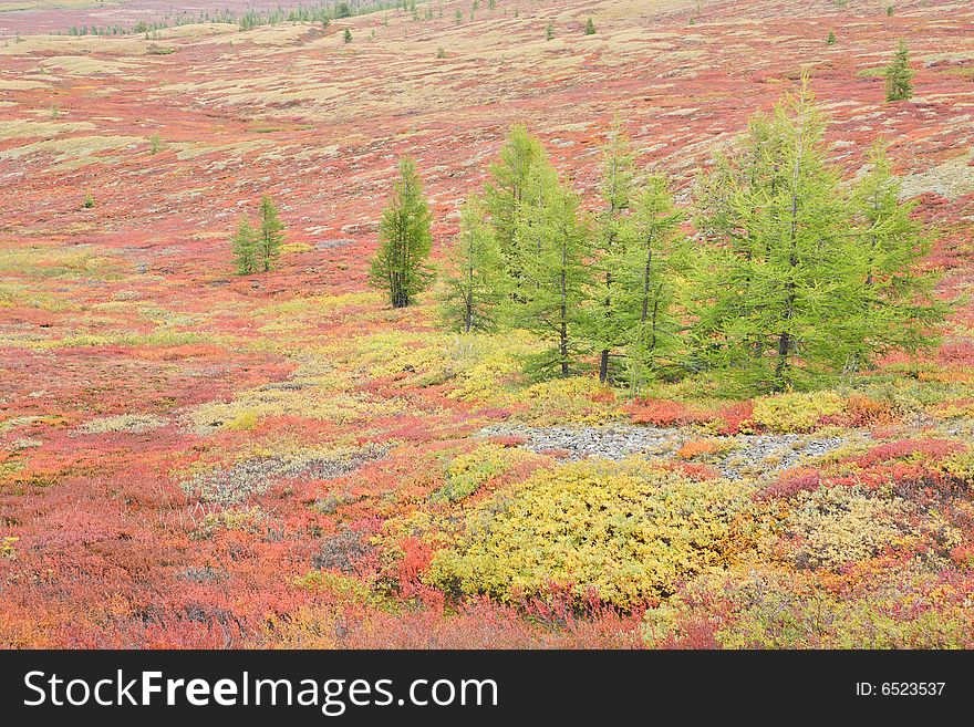 Larches in autumnal mountain tundra