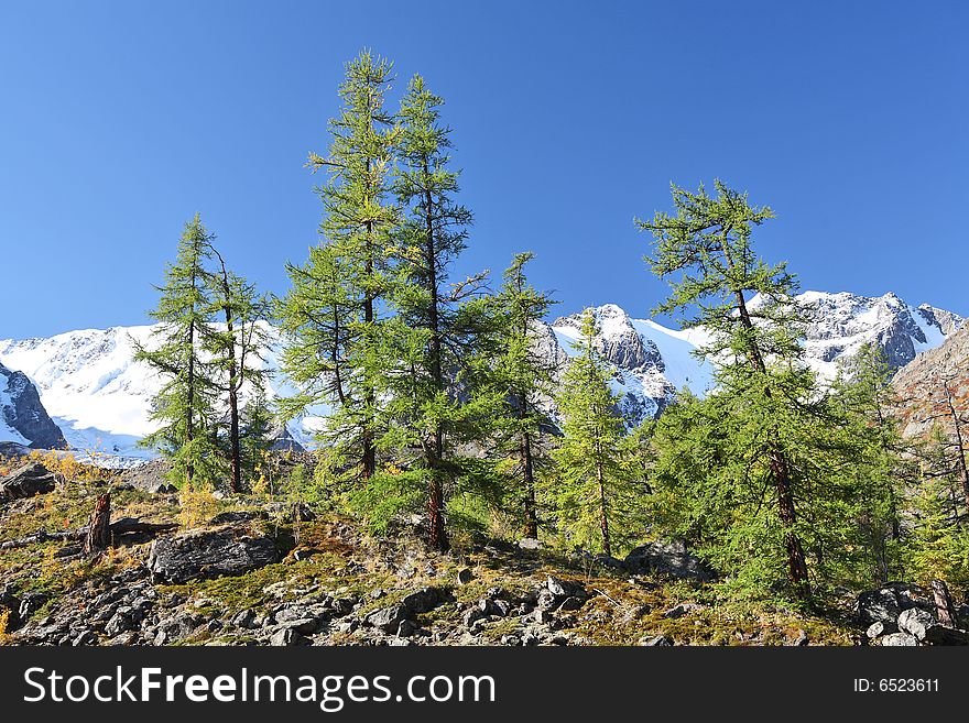 Mountain peaks and larch forest