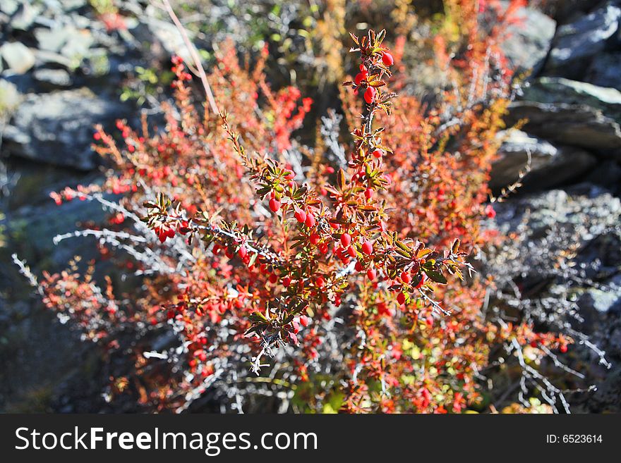 Mountain barberries shrubs with fruits