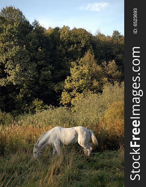 Gray horse. Field. Green and yellow grass.