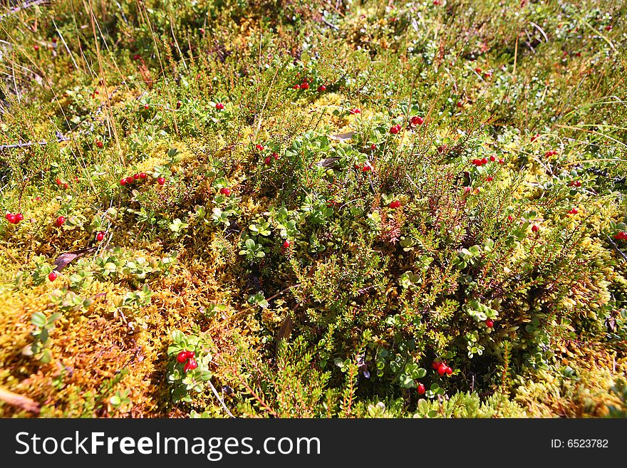 Wild berry also known as cranberry, lingonberry, foxberry, cowberry