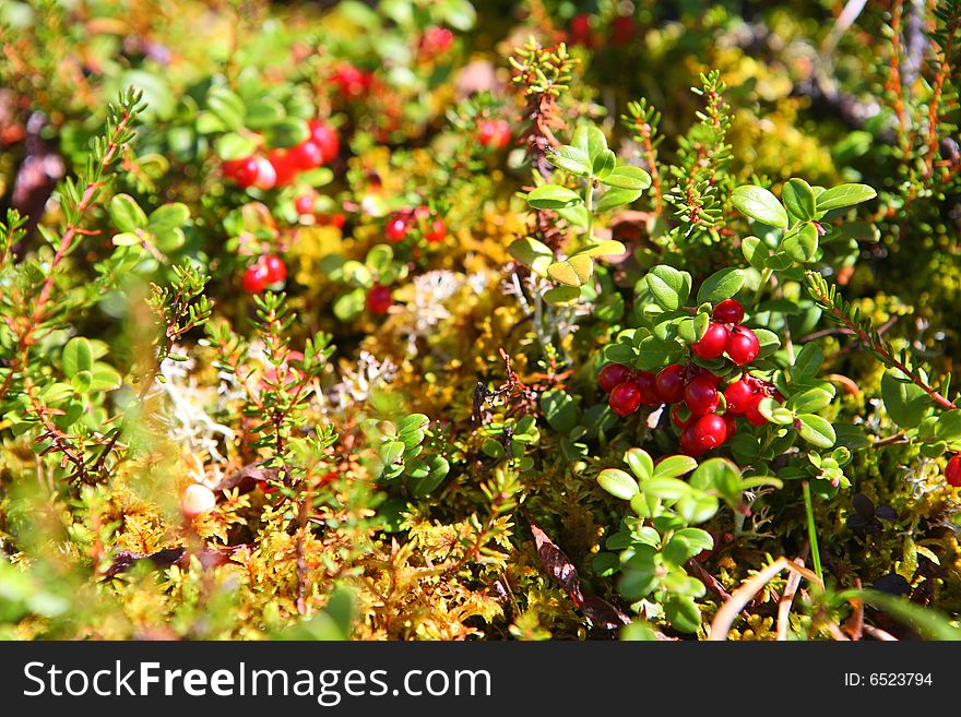 Wild berry also known as cranberry, lingonberry, foxberry, cowberry