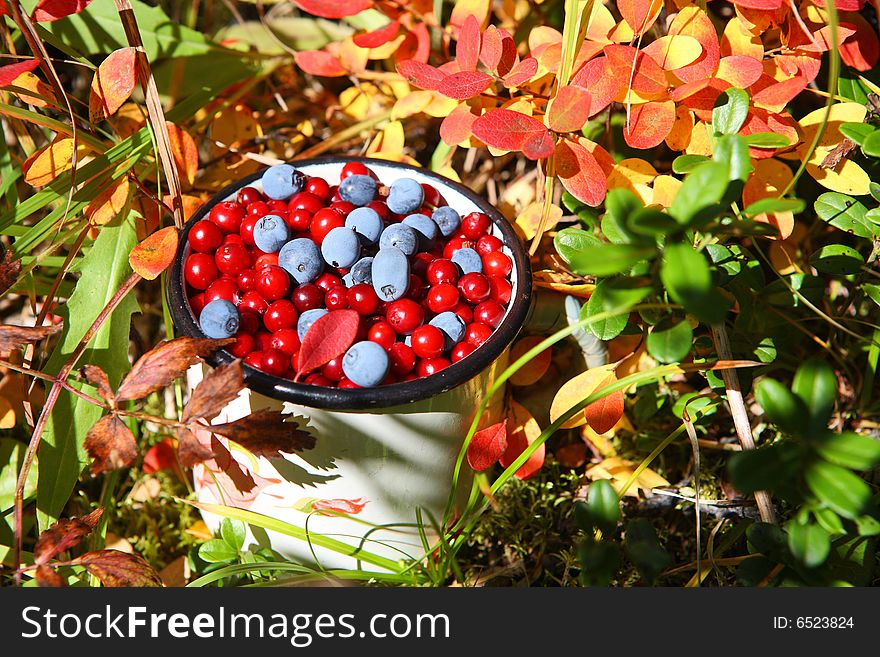 Wild berries: autumnal harvest. Cranberry and blueberry