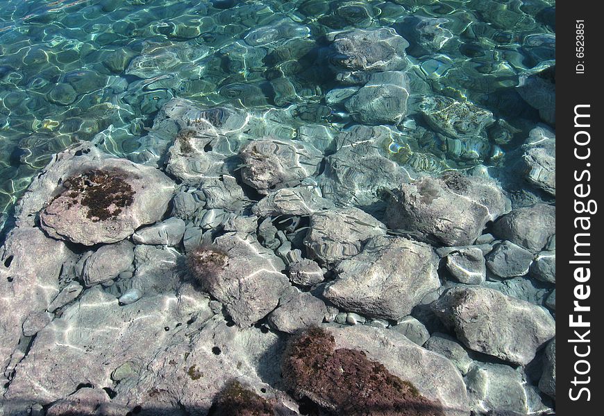 Many small fish in the clear blue water. Many small fish in the clear blue water