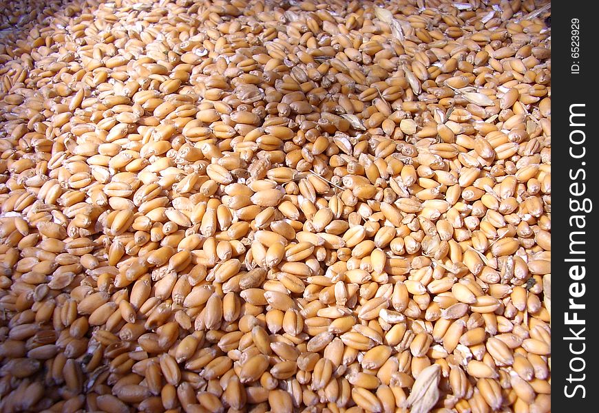 Wheat grains bask in the sun