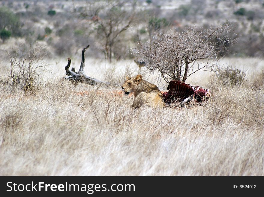 A big female lion resting near a killed zebra, Kenya. A big female lion resting near a killed zebra, Kenya