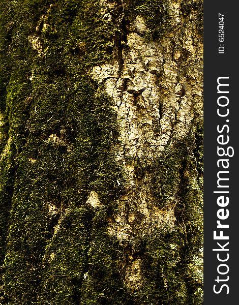 Structure of a bark of a tree with a moss