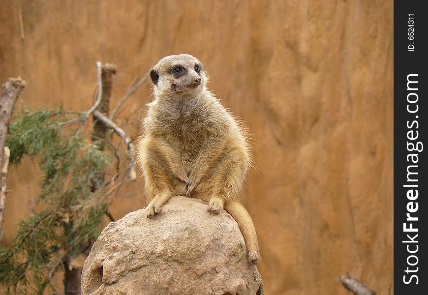 Cynomys ludovicianus - Black-tailed prairie dog - in Brno ZOO - Czech republic