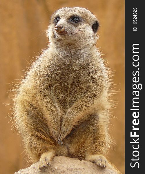 Cynomys ludovicianus - Black-tailed prairie dog in Brno ZOO