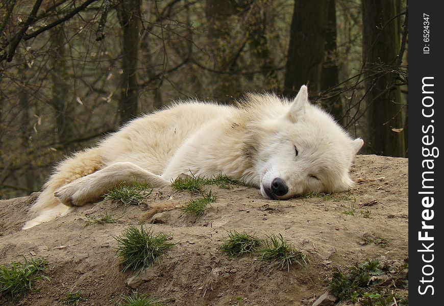 Arctic wolf - Canis lupus arctos