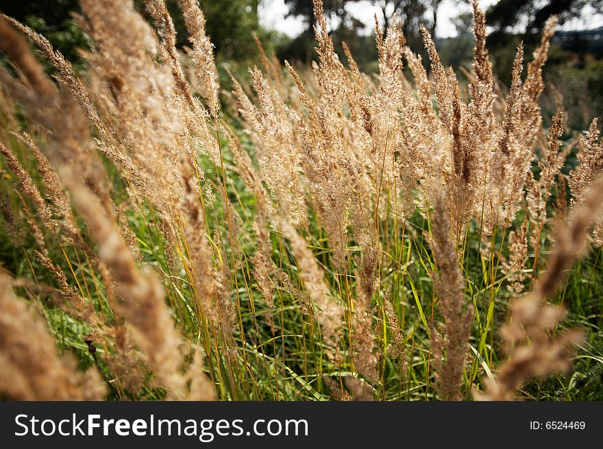 Close-up of green grass in the meadow. Close-up of green grass in the meadow