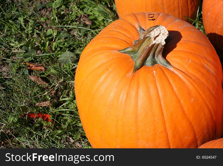 Image of a pumpkin on a bright autumn day