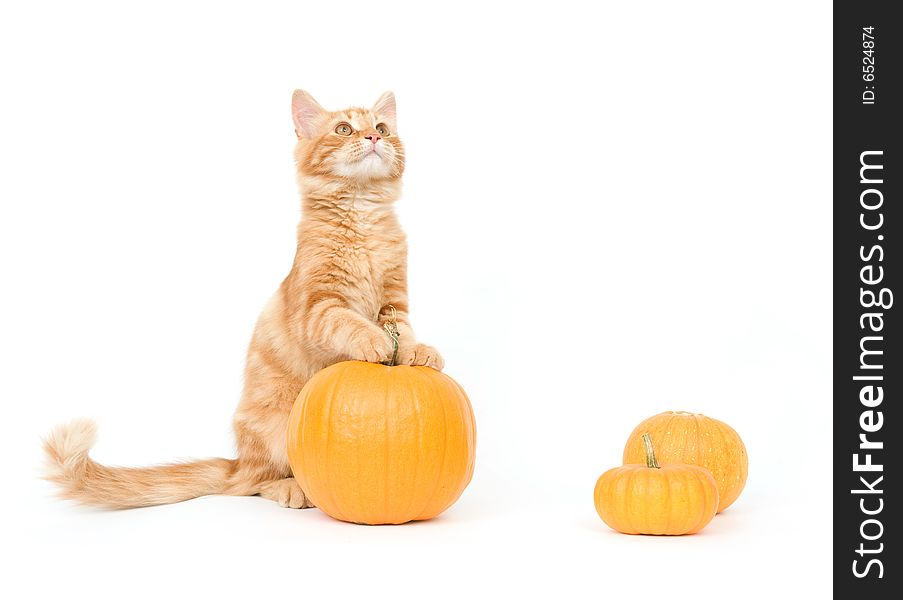 A kitten poses around three small pumpkins on a white background. A kitten poses around three small pumpkins on a white background