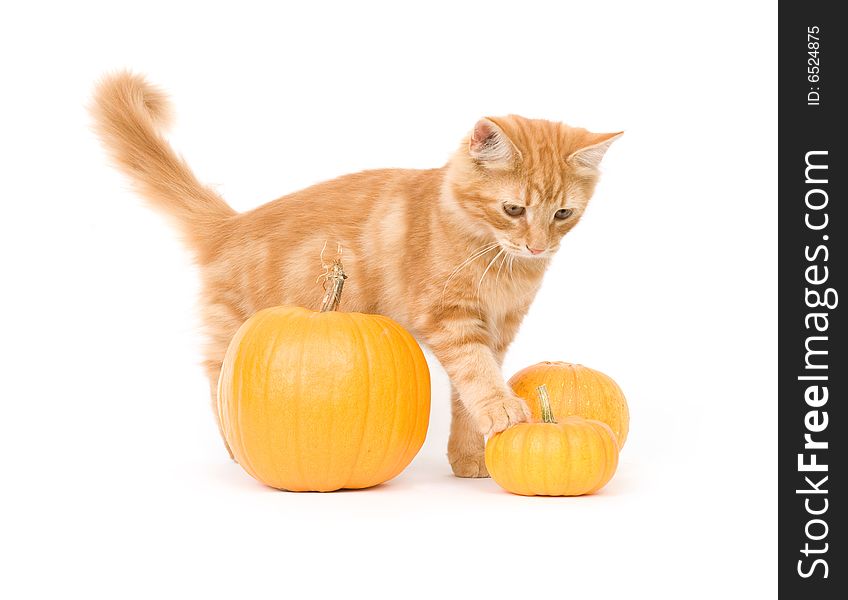 A kitten poses around three small pumpkins on a white background. A kitten poses around three small pumpkins on a white background