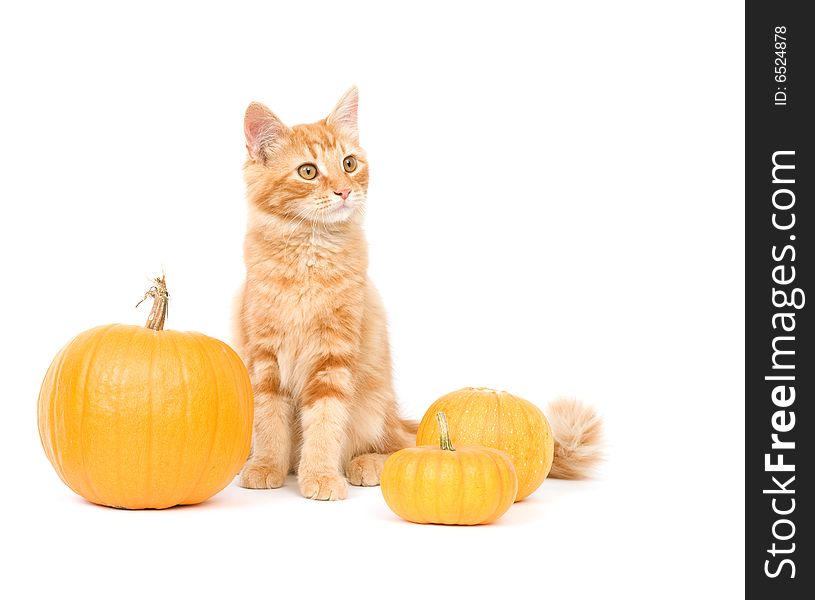 A kitten poses around three small pumpkins on a white background. A kitten poses around three small pumpkins on a white background