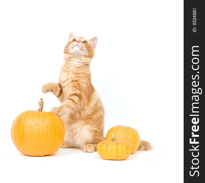 Kitten And Pumpkins - One In A Series