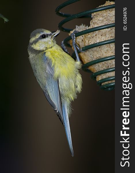 Blue Tit - Cyanistes caeruleus eating bread