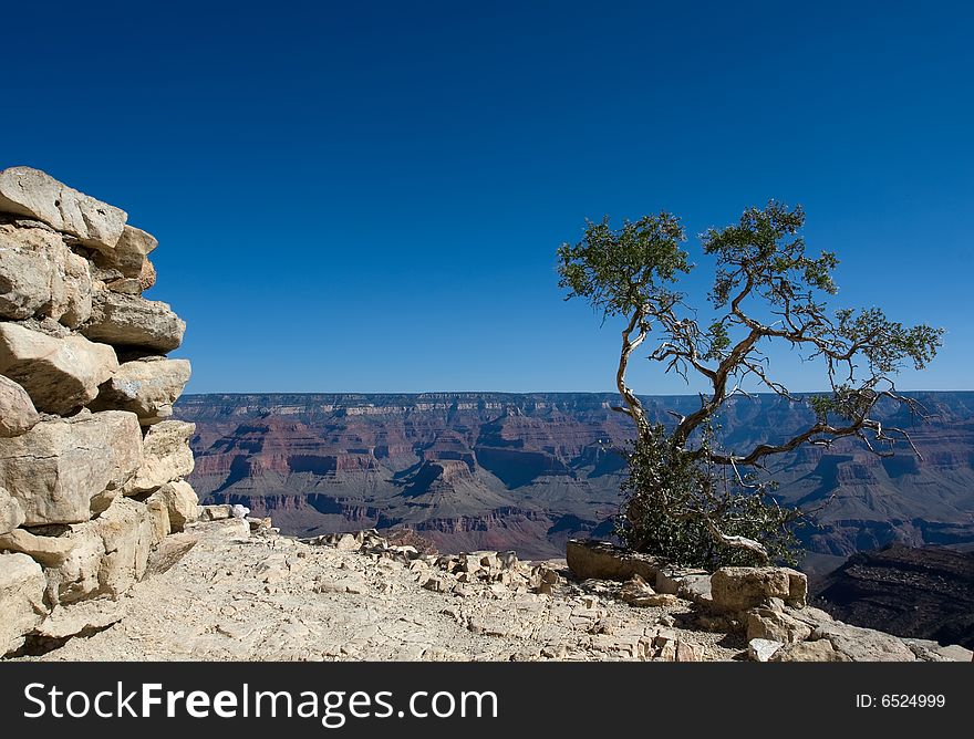 Tree in Grand Canyon