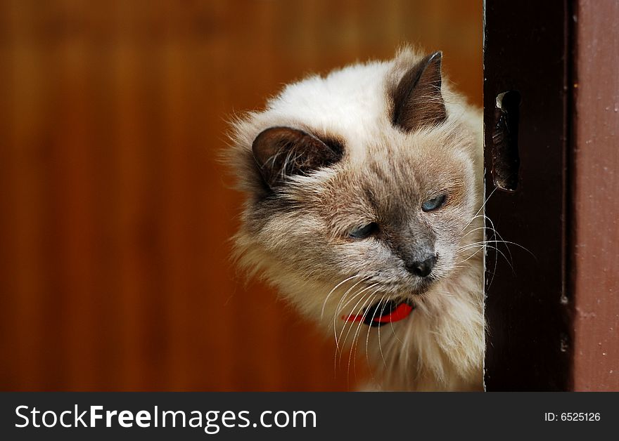 Portrait of an old cat looking from the inside