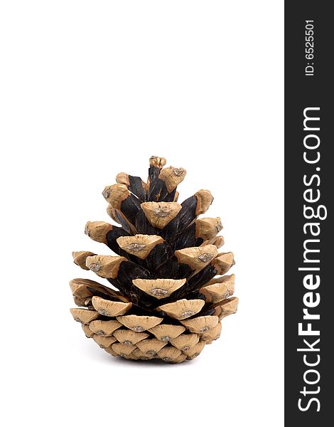 Pine cone on white background