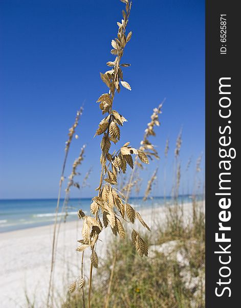 Leafy beach grass on Bradenton Beach, Florida. Leafy beach grass on Bradenton Beach, Florida.