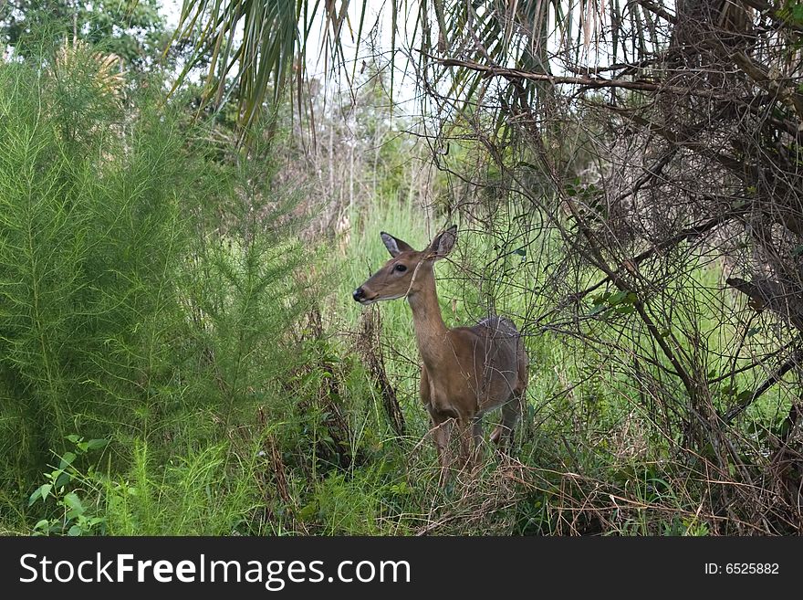 White Tail Deer in the Habitat of the South