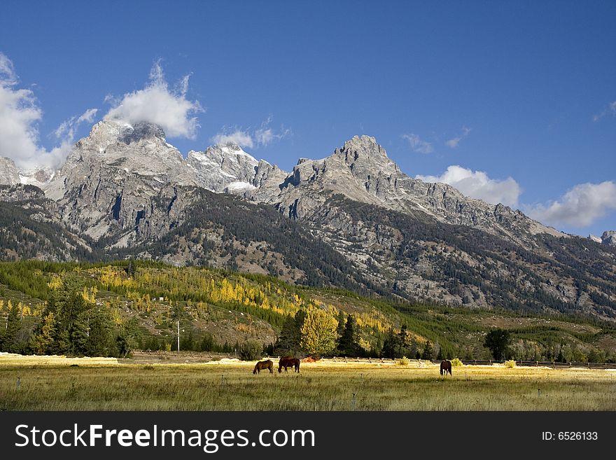 Grand Teton National Park with Horses in the foreground