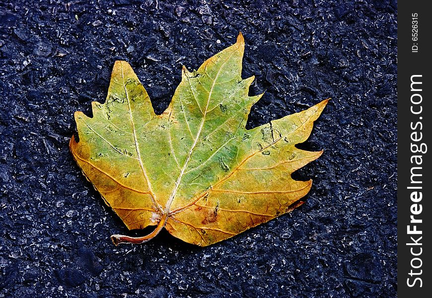 A leaf fallen on the road