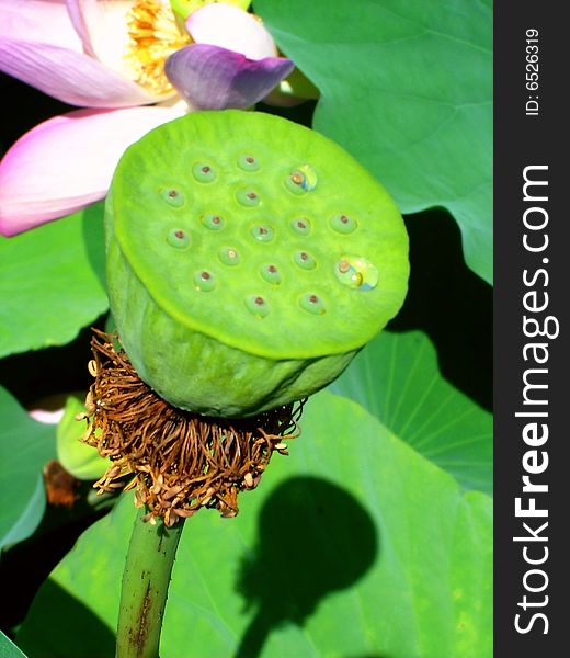 Several piece petals of lotus flower, a big lotus root with its shadow in the photograph. Several piece petals of lotus flower, a big lotus root with its shadow in the photograph
