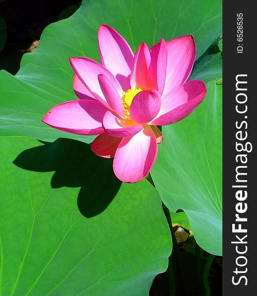 Several leaves and a lotus flower with its shadow in the photograph