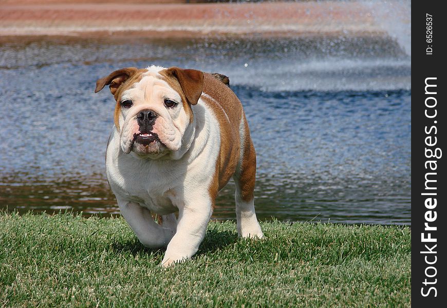 This red and white English Bulldog girl walks toward the camera as she enjoys the cool green grass and the smell of water in the air. This red and white English Bulldog girl walks toward the camera as she enjoys the cool green grass and the smell of water in the air.