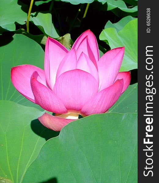 Several green lotus leaves and a pink flower in the photograph. Several green lotus leaves and a pink flower in the photograph