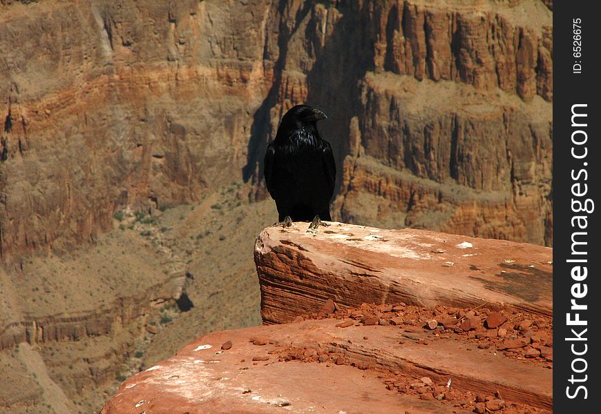 Raven At Rare Grand Canyon West View