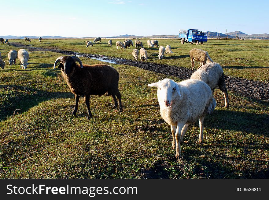 Sheep flock grazing in grassy field. Sheep flock grazing in grassy field.