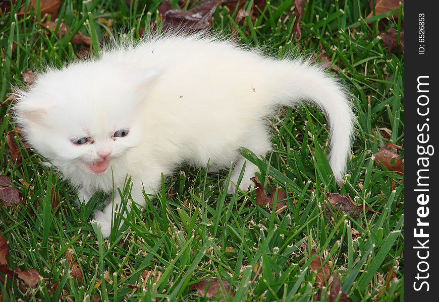 A pure white baby Persian kitten hisses on the grass.