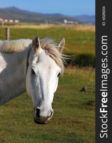 A white horse in the Chinese countryside