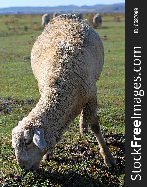 Sheep flock grazing in grassy field. Sheep flock grazing in grassy field.