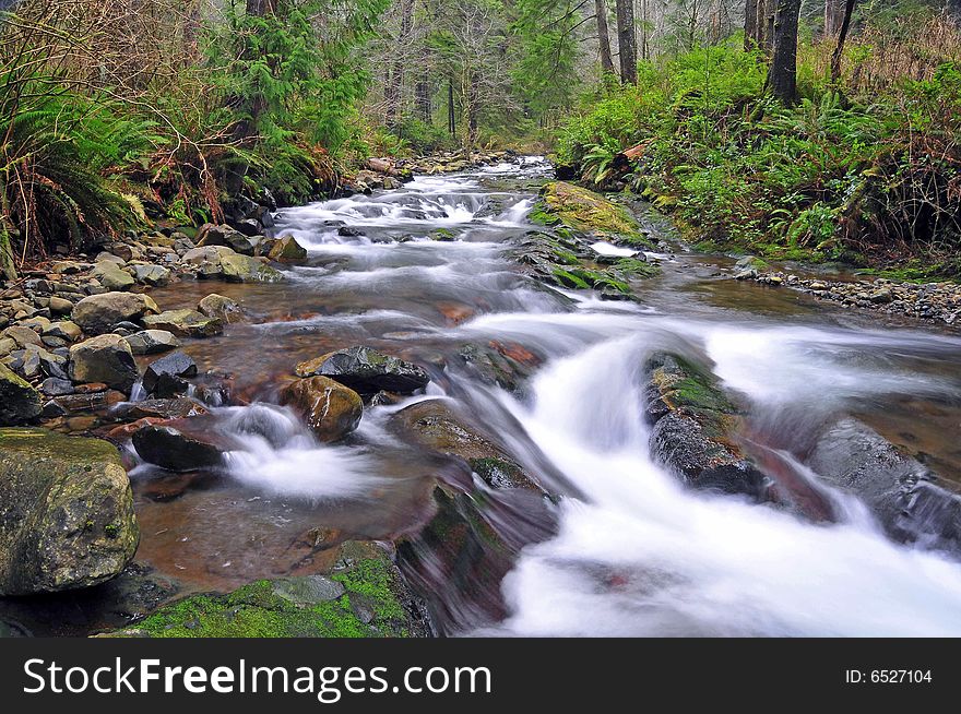 Stream with trees in bright green in summer