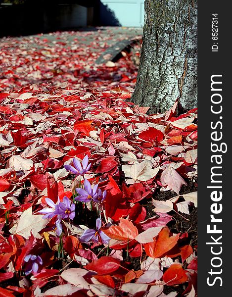 Purple in red leaves in autumn