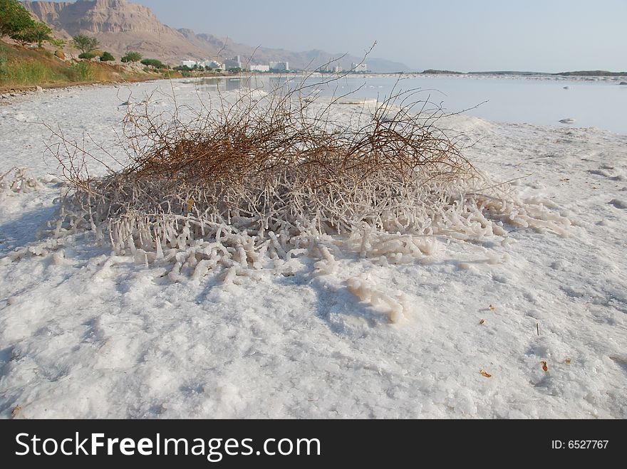 Hydrochloric outgrowths on coast of the Dead Sea. Hydrochloric outgrowths on coast of the Dead Sea