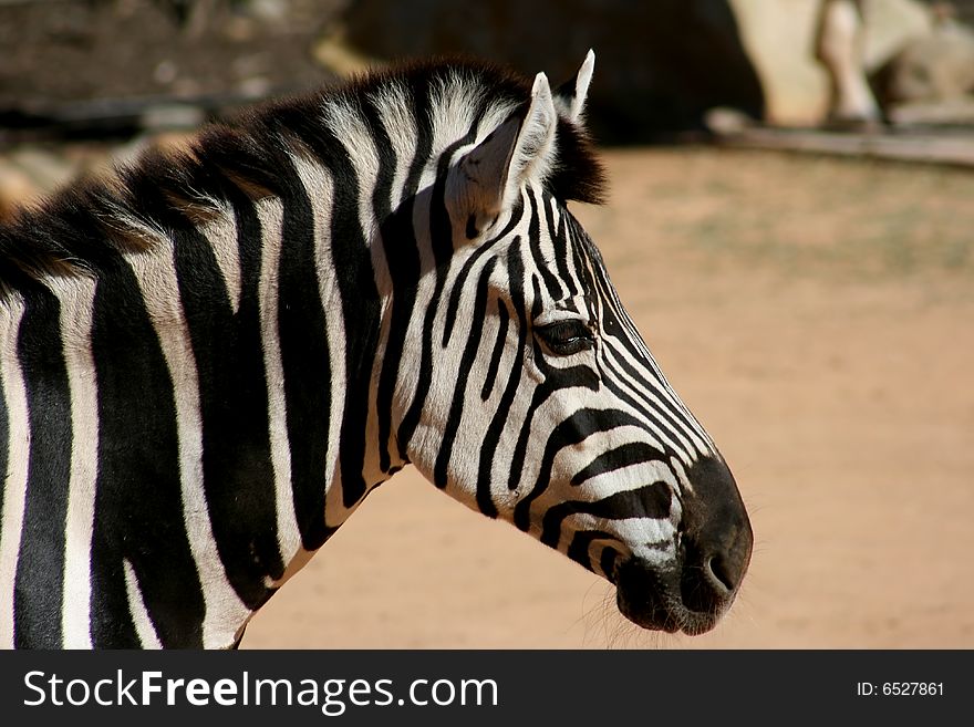 Solitary Zebra stationary and pensive. Solitary Zebra stationary and pensive