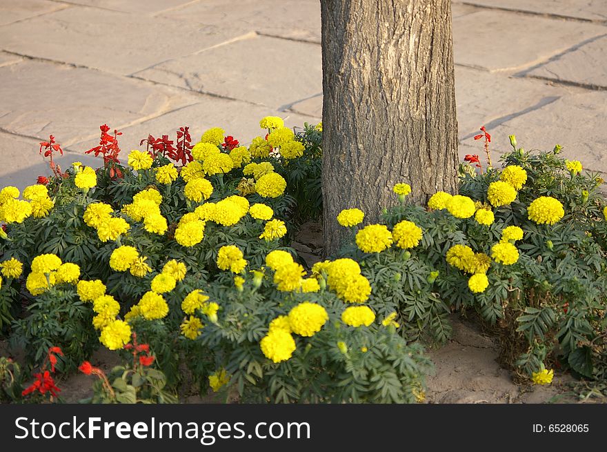 Flowers and tree