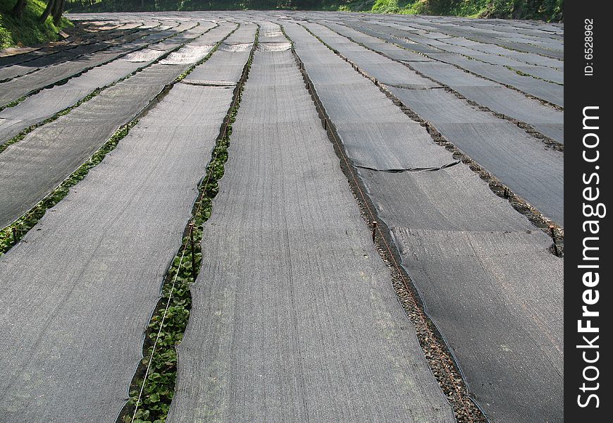 A huge wasabi field found in rural Japan. A huge wasabi field found in rural Japan